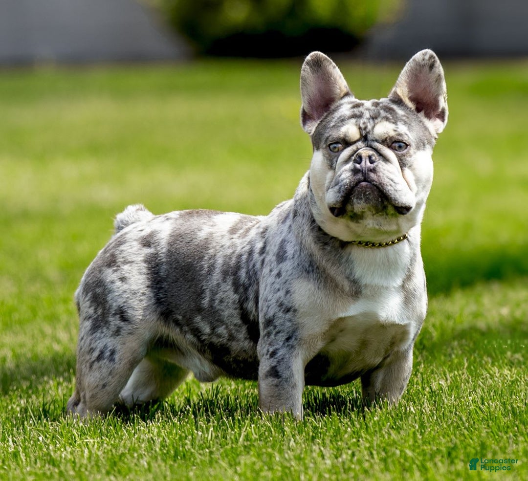 Frenchton dogs for sale: Nadia - Image 15
