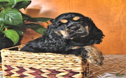 Cocker Spaniel dogs for sale: Banjo - Image 15