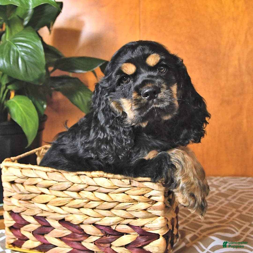 Cocker Spaniel dogs for sale: Banjo - Image 15