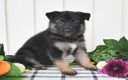 German Shepherd dogs for sale: Brooklyn - Image 2