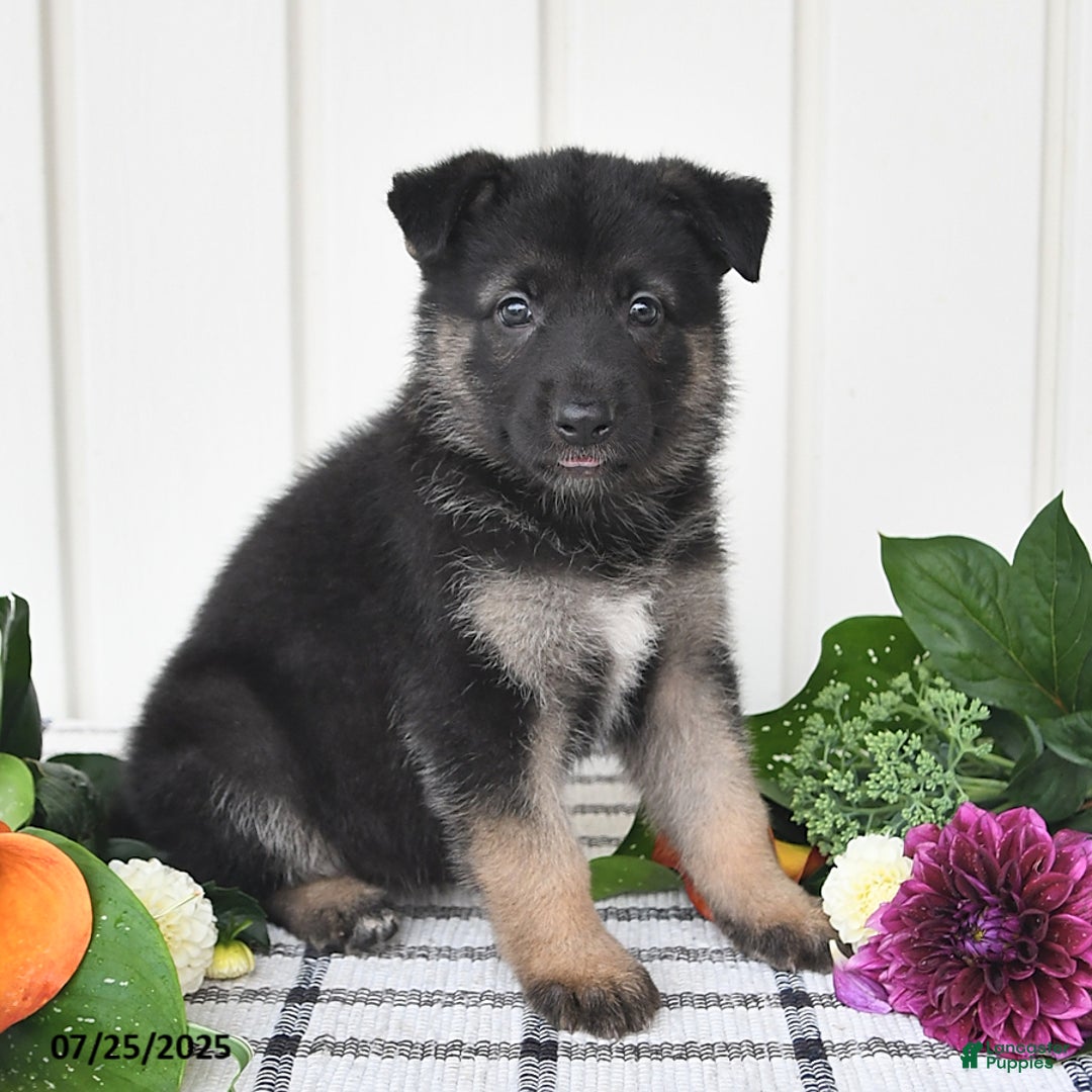 German Shepherd dogs for sale: Brooklyn - Image 2