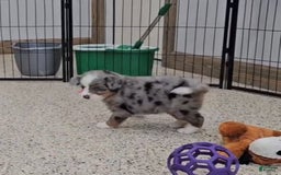 Mini Bernedoodle dogs for sale: Larkspur Mini - Image 5