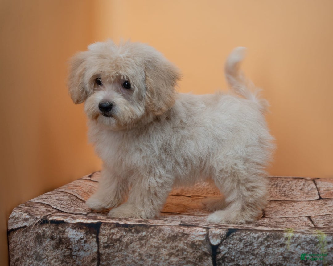 Maltipoo dogs for sale: Agustin - Image 9