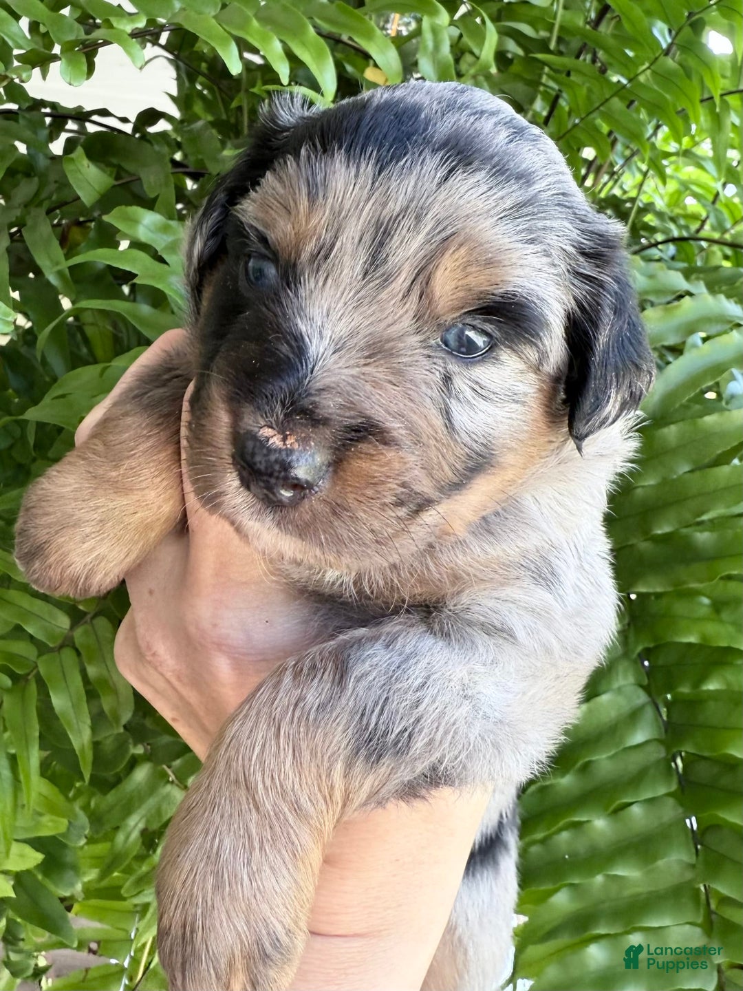 Miniature Australian Shepherd dogs for sale: Riggs - Image 8