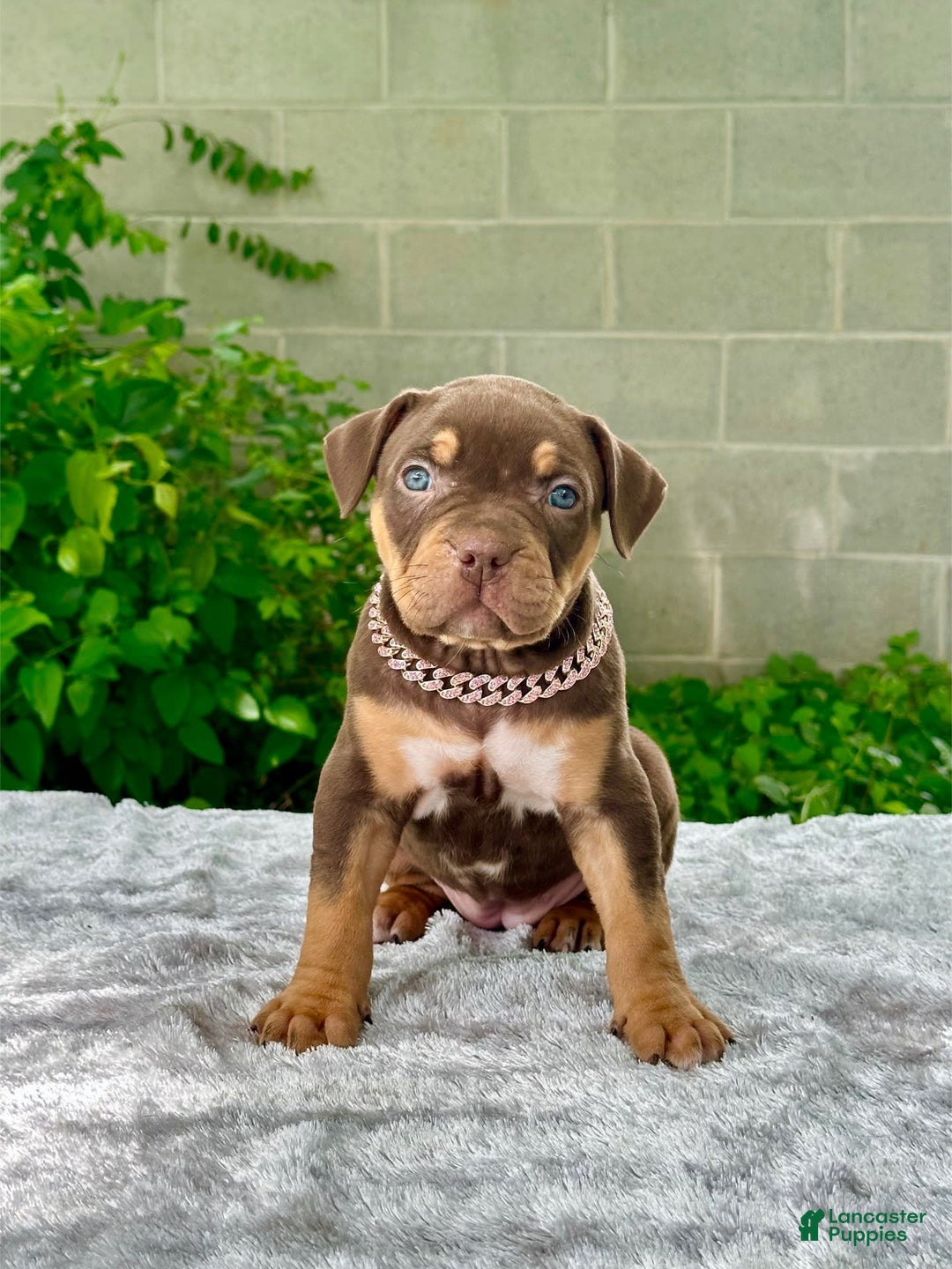 American Bully dogs for sale: Ms. Rose - Image 3