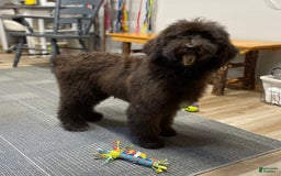 Standard Poodle dogs for sale: Gypsy - Image 21