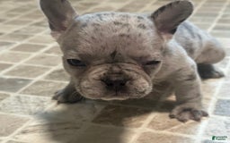 French Bulldog dogs for sale: Cookie - Image 7