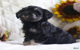 Miniature Schnauzer dogs for sale: Summer - Image 4