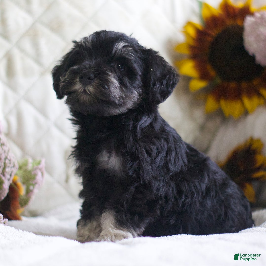 Miniature Schnauzer dogs for sale: Summer - Image 4
