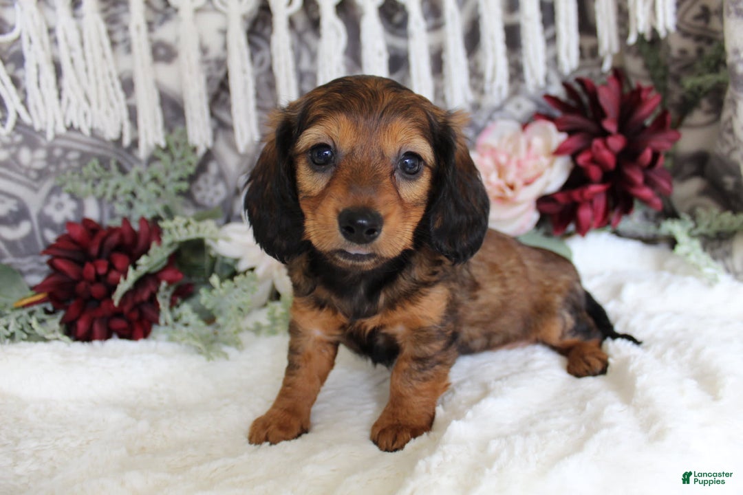 Miniature Dachshund dogs for sale: Gracie - Image 11