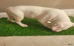 American Bully dogs for sale: Diamond - Image 3
