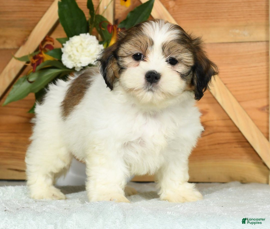 Teddy Bear dogs for sale: Sweetie - Image 1