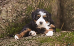 Mini Bernedoodle dogs for sale: Mary - Image 5