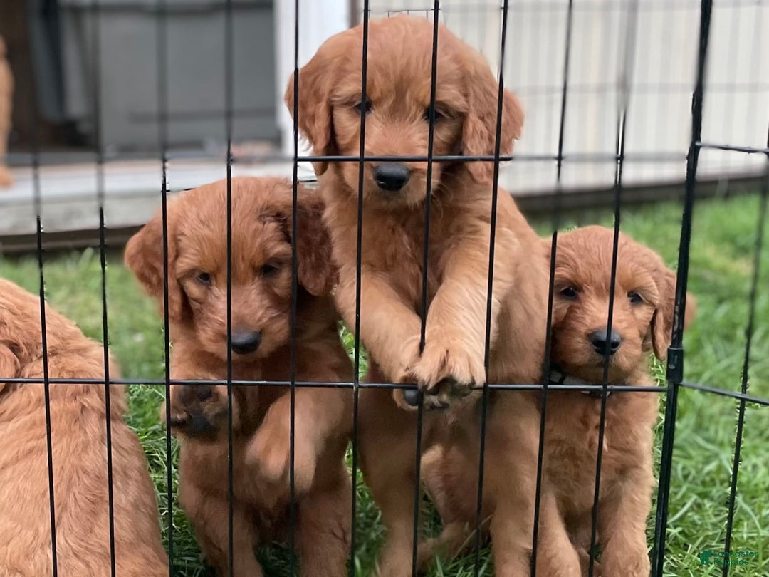 Goldendoodle dogs for sale: Coolidge - Image 16
