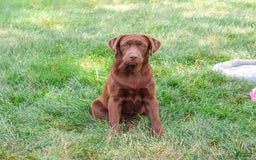 Labrador Retriever dogs for sale: Neveah - Image 7