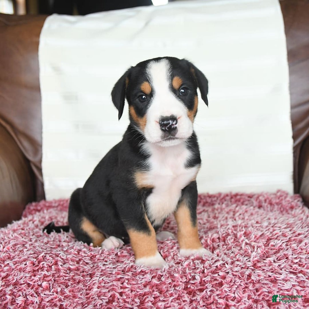 Greater Swiss Mountain Dog dogs for sale: Felix - Image 6