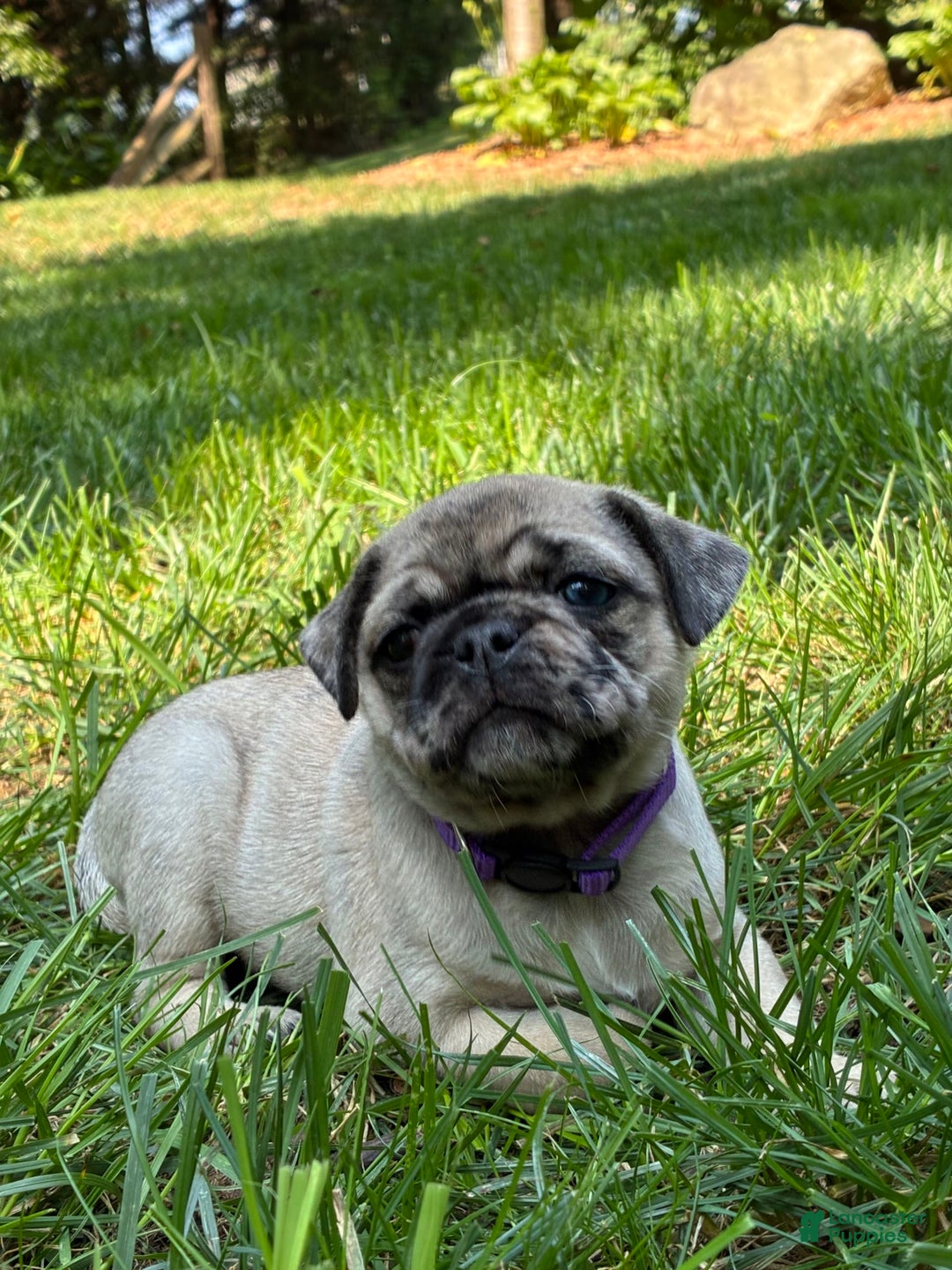 Pug dogs for sale: Oscar - Image 2