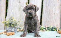 Cane Corso dogs for sale: Fido - Image 1