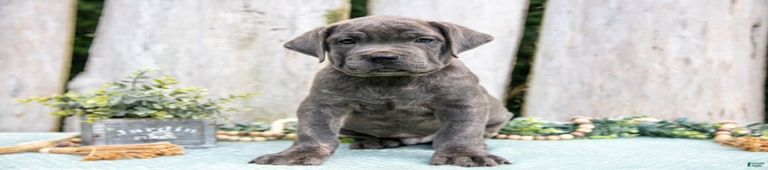 Fido