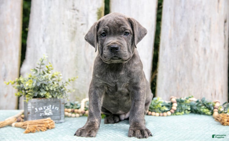 Cane Corso dogs for sale - Ad 2