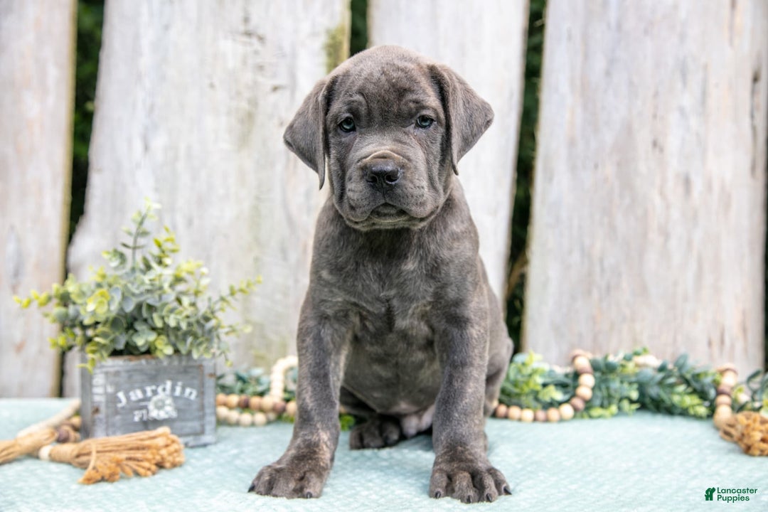 Cane Corso dogs for sale: Fido - Image 1