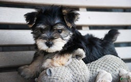 Morkie dogs for sale: Skipper - Image 17