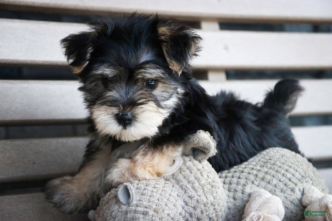 Morkie dogs for sale: Skipper - Image 17