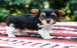Yorkshire Terrier dogs for sale: Teddy Teacup - Image 4