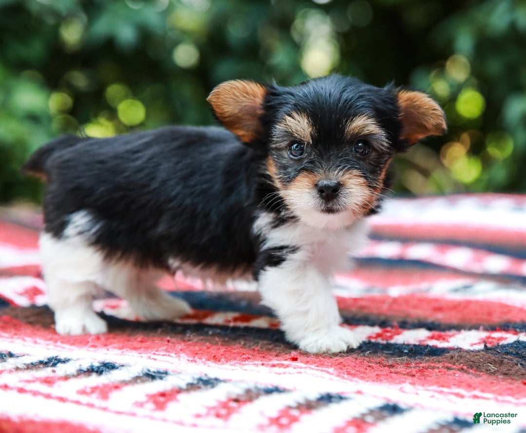 Yorkshire Terrier dogs for sale: Teddy Teacup - Image 4