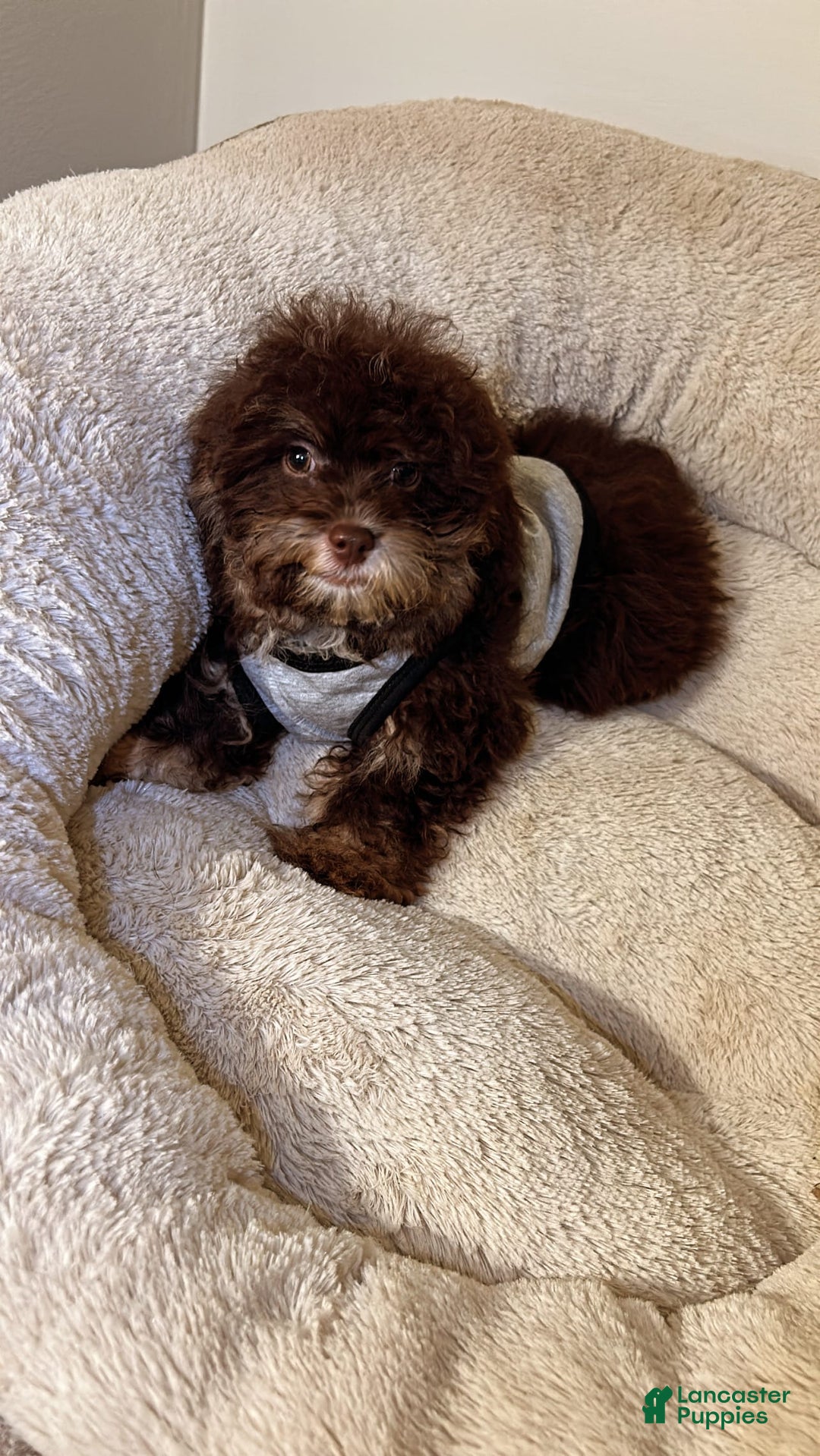 Shihpoo dogs for sale: Shih-Poo 3 puppies - Image 2