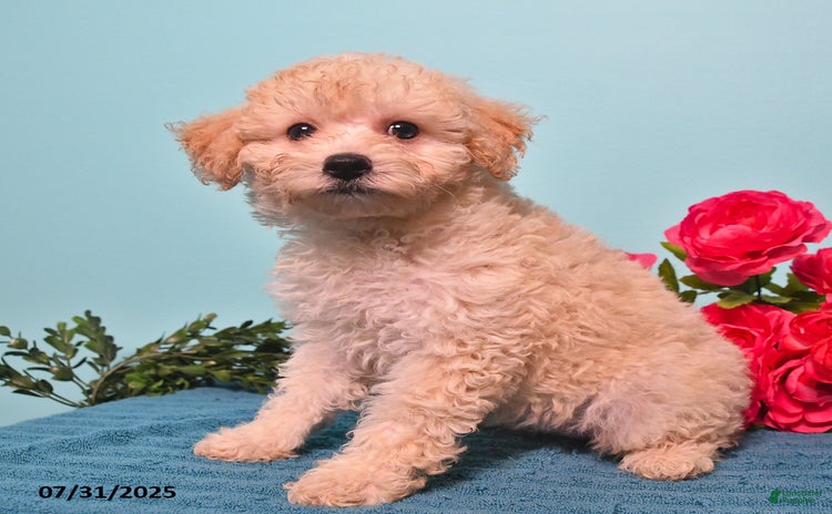 Miniature Poodle dogs for sale - Ad 4