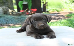 Labrador Retriever dogs for sale: Whimsy - Image 8