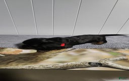 Miniature Dachshund dogs for sale: Romeo - Image 2