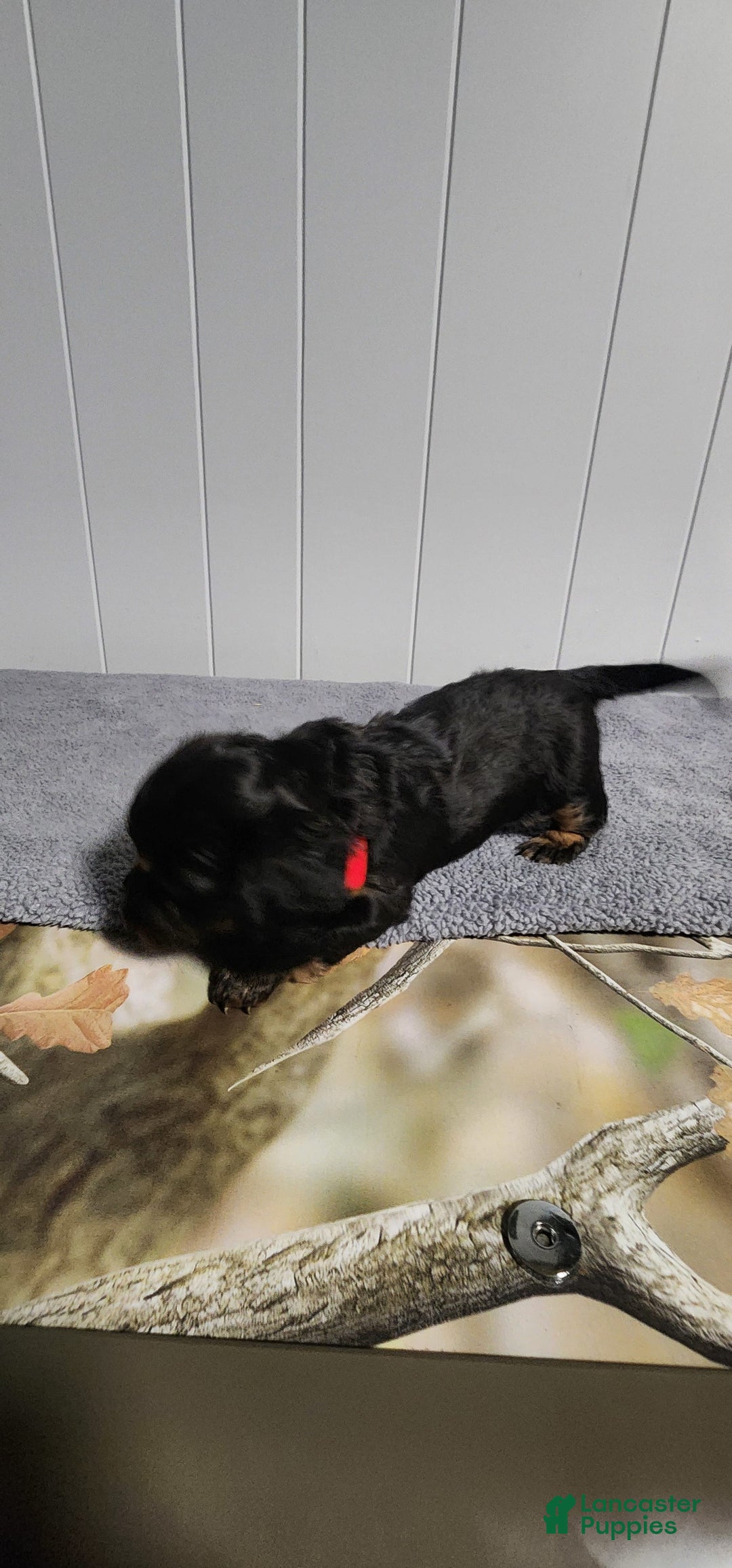 Miniature Dachshund dogs for sale: Romeo - Image 2