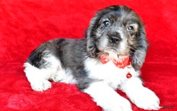 Cocker Spaniel dogs for sale: Pebbles - Image 6