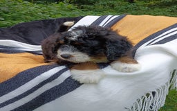 Mini Bernedoodle dogs for sale: Hershey - Image 2