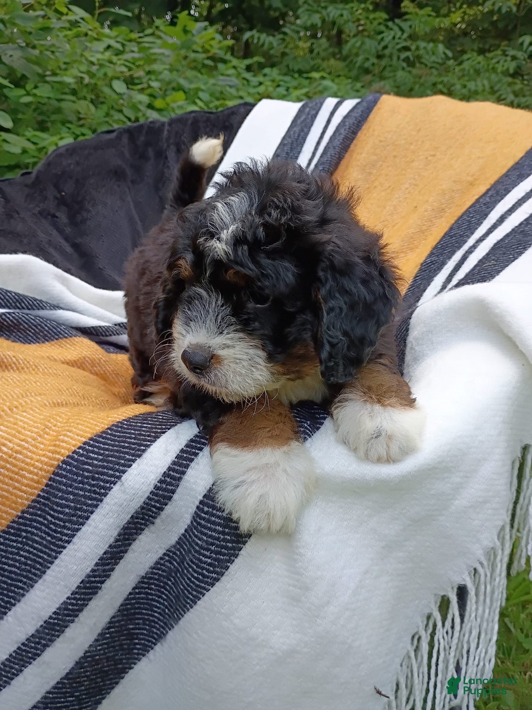 Mini Bernedoodle dogs for sale: Hershey - Image 2
