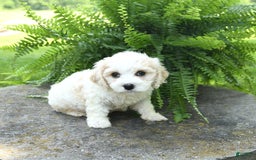 Cavachon dogs for sale: Ozzie - Image 5