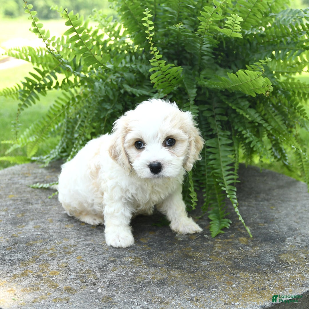 Cavachon dogs for sale: Ozzie - Image 5