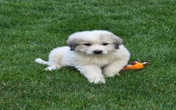 Great Pyrenees dogs for sale: Sarge - Image 1