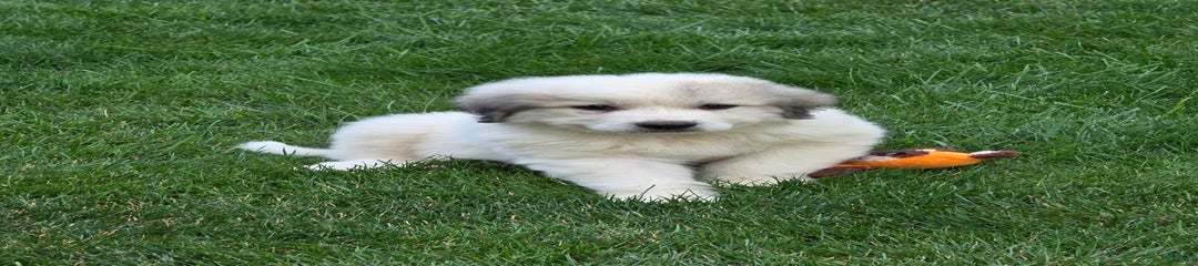 Sarge
