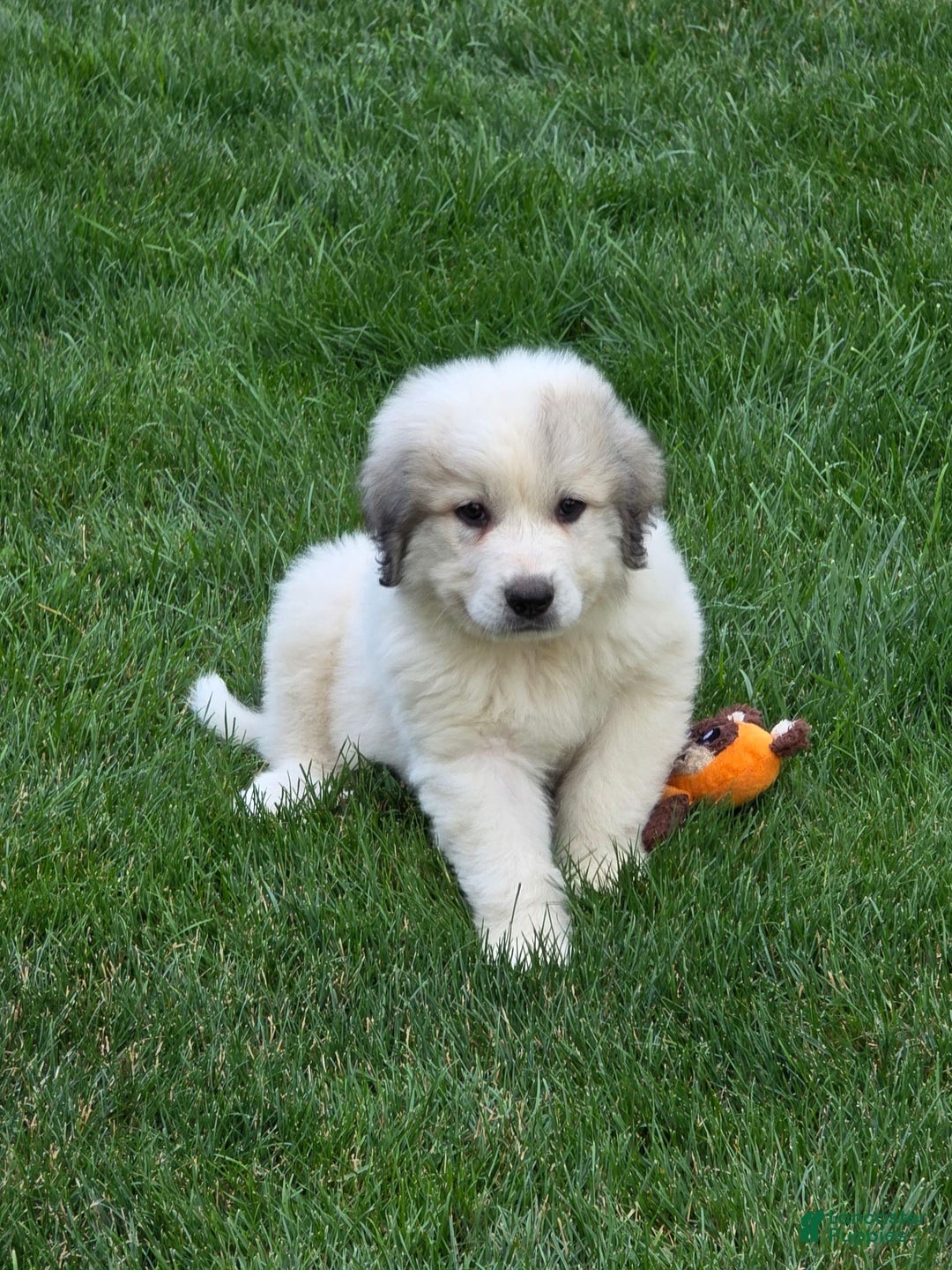Great Pyrenees dogs for sale: Sarge - Image 1