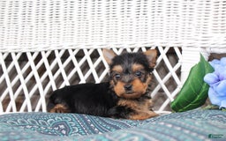 Yorkshire Terrier dogs for sale: Ollie - Image 3