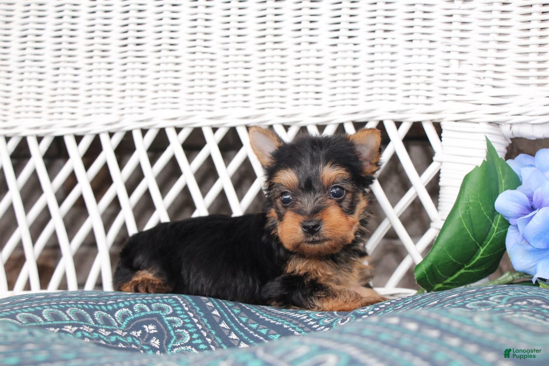 Yorkshire Terrier dogs for sale: Ollie - Image 3