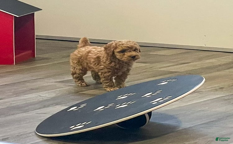Miniature Poodle dogs for sale - Ad 5