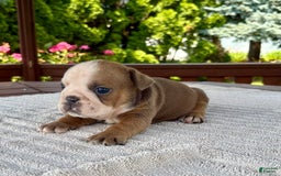 English Bulldog dogs for sale: Bonnie - Image 5