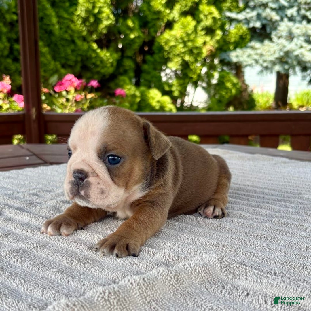 English Bulldog dogs for sale: Bonnie - Image 5