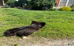 French Bulldog dogs for sale: Gabby - Image 2