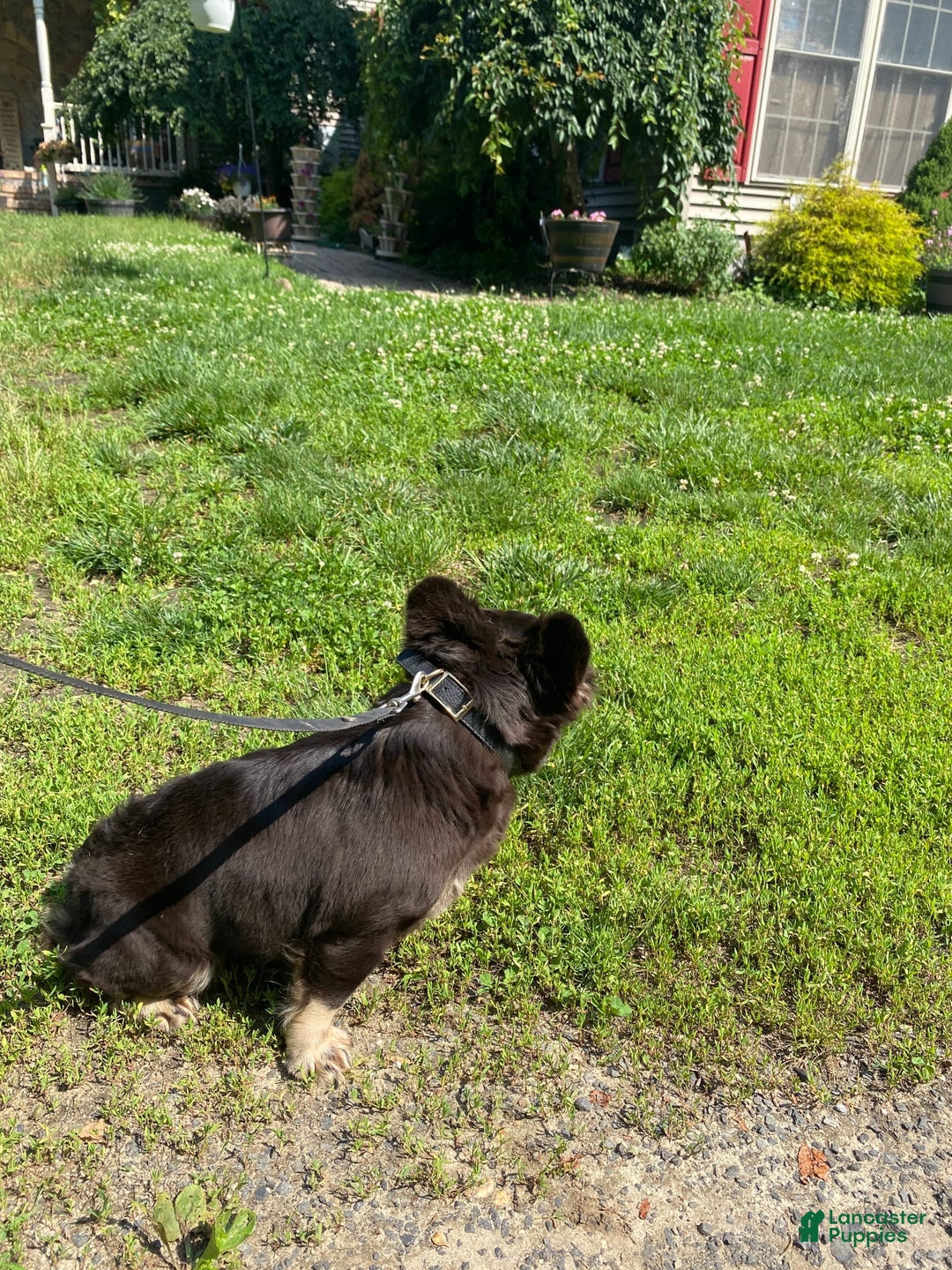 French Bulldog dogs for sale: Gabby - Image 2