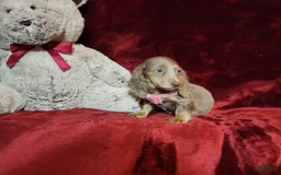 Miniature Dachshund dogs for sale: LATTE - Image 7